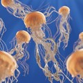For Sale: Jellyfish