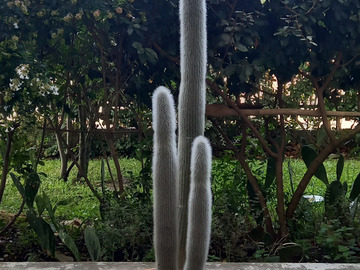 Vente: cactus CLEISTOCACTUS STRAUSII