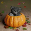 For Sale: Autumn Teddy