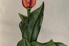 Sell Artworks: Red tulip