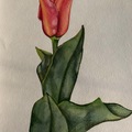 Sell Artworks: Red tulip
