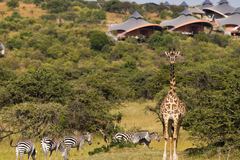 Exclusive Use: Mahali Mzuri  │  Maasai Mara
