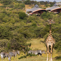 Exclusive Use: Mahali Mzuri  │  Maasai Mara