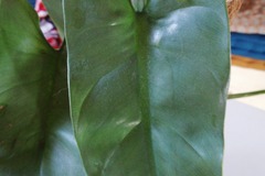 Sales: Philodendron Hastatum silver
