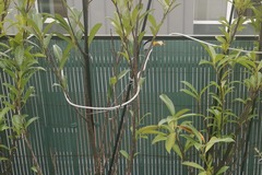 Vente: Prunus laurocerasus Caucasica