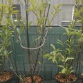 Vente: Prunus laurocerasus Caucasica