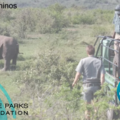  : CLICKEY solutions | Protect the Rhinos!