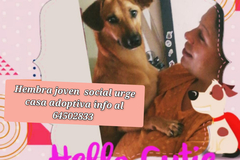 Anuncio: perritos en adopción responsable 