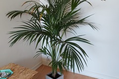 Sales: Plante d'intérieur palmier Kentia Marius et son pot