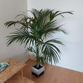 Vente: Plante d'intérieur palmier Kentia Marius et son pot