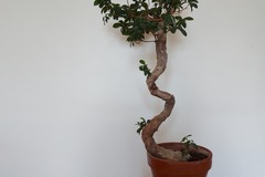 Sales: Plante d'interieur bonsai ficus ginseng