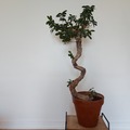 Vente: Plante d'interieur bonsai ficus ginseng