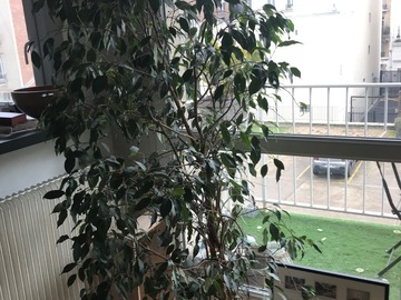 Giving away: Donne Ficus 150cm + pot riviera