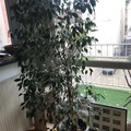 Don: Donne Ficus 150cm + pot riviera