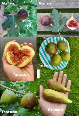 13 variétés différentes de figuiers (boutures)