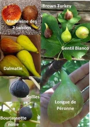 13 variétés différentes de figuiers (boutures)