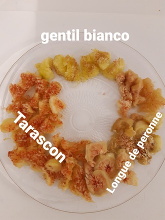 13 variétés différentes de figuiers (boutures)