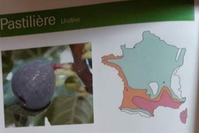 13 variétés différentes de figuiers (boutures)