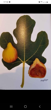 13 variétés différentes de figuiers (boutures)