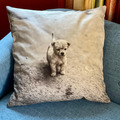 Selling with online payment: San He Cun Pup Pillow