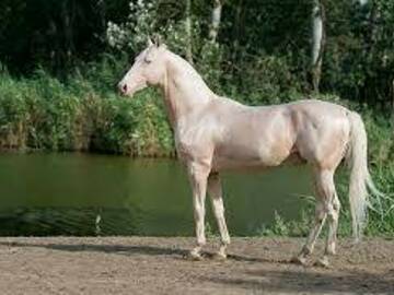 Selling with online payment: Have you ever seen a  Hairless Horse ? | Iscream Sundae