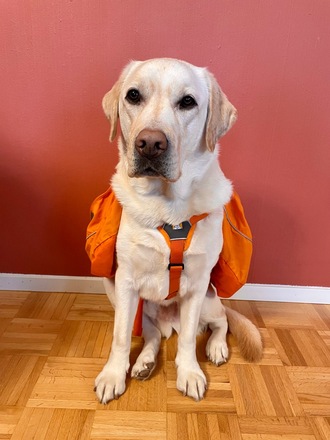 Koiran reppu Ruffwear Approach Pack