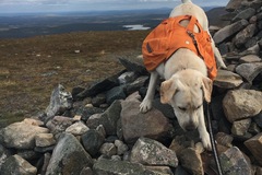 Til leie (per uke): Koiran reppu Ruffwear Approach Pack