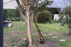 Vente: Bananier d'environ 3 mètres de haut, bcp de racines et 7 à 8 repo