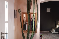 Vente: Cactus