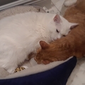   : Lucky and Snowball