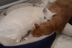  : Lucky and Snowball