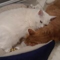  : Lucky and Snowball