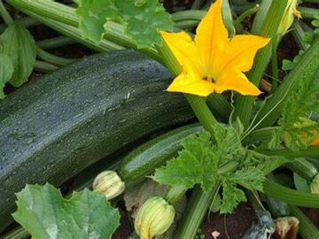 Giving Away (FREE!):  Great Growing Year! Free Zucchini and more!