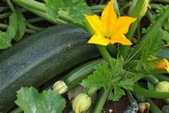 Weggeven (GRATIS!):  Great Growing Year! Free Zucchini and more!