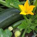 Regalar (¡GRATIS!):  Great Growing Year! Free Zucchini and more!