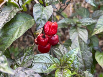 For sale: Chocolate peppers