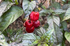 For sale: Chocolate peppers
