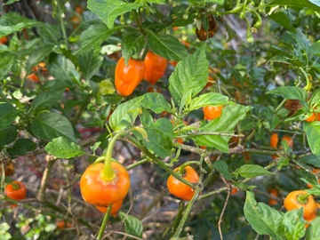 For sale: Habanero peppers