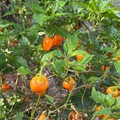 For sale: Habanero peppers