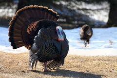 Offre d'un territoire sans paiement en ligne: Lots pour chasse a la dinde 