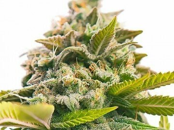 Post Now: CBD Fast Eddy Feminized Marijuana Seeds