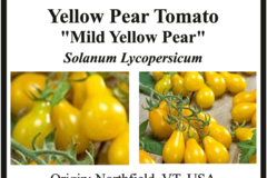 pay online only: Mild Yellow Pear Tomato
