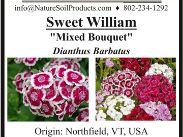 pay online only: Sweet William (Dianthus barbatus)