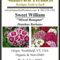 pay online only: Sweet William (Dianthus barbatus)