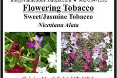 pay online only: Flowering Tobacco (Nicotiana Alata)