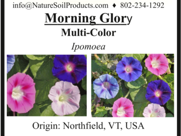 pay online only: Morning Glory