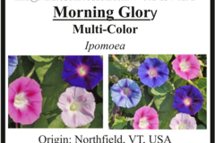 pay online only: Morning Glory