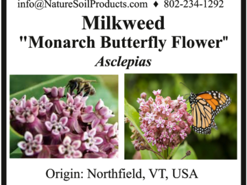 pay online only: Milkweed, Monarch Butterfly Flower (A. syriaca)