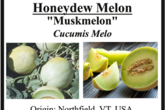 pay online only: Honeydew Mellon (Cucumis melo Inodorus)