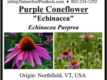pay online only: Echinacea purpurea, purple coneflower